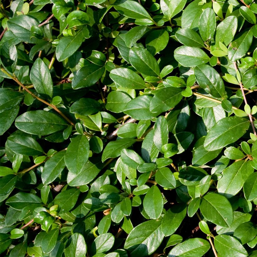 Cotoneaster dammeri Miranda - Dwergmispel (Foliage)