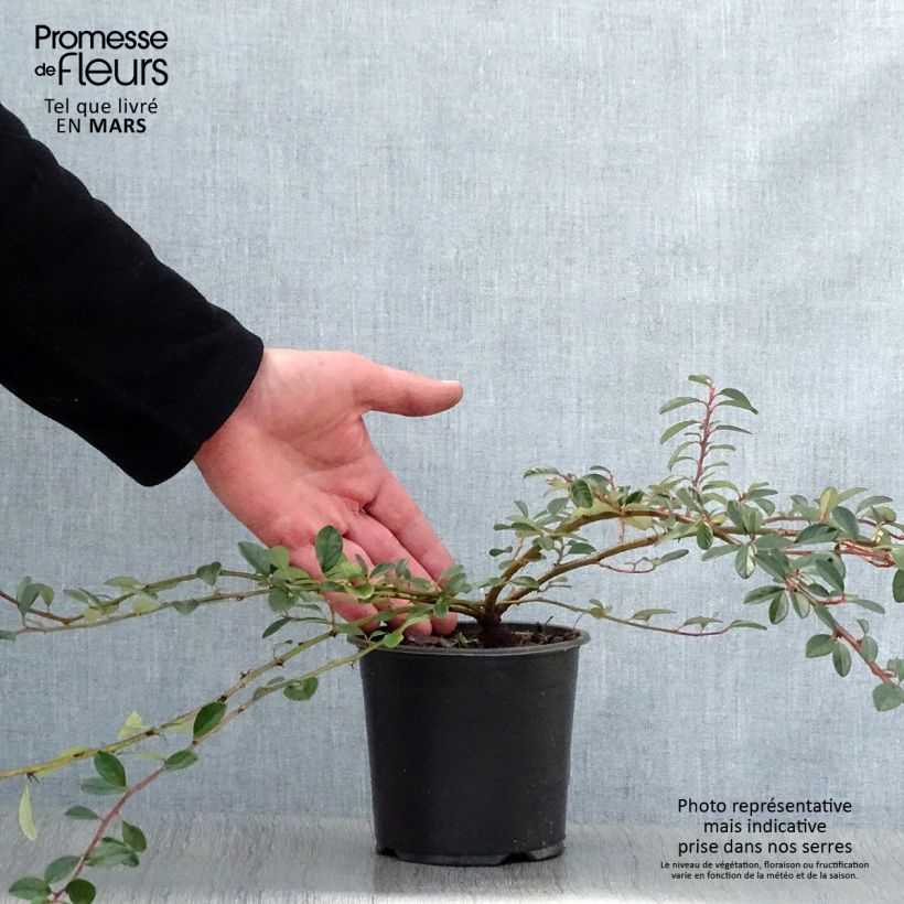 Example of Cotoneaster dammeri Miranda - Dwergmispel Pot van 1 l/1,5 l as you get in printemps