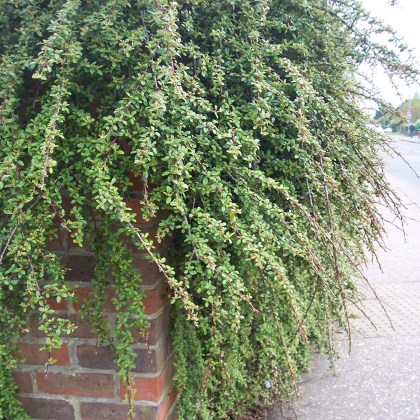 Cotoneaster dammeri Royal Carpet - Dwergmispel (Plant habit)