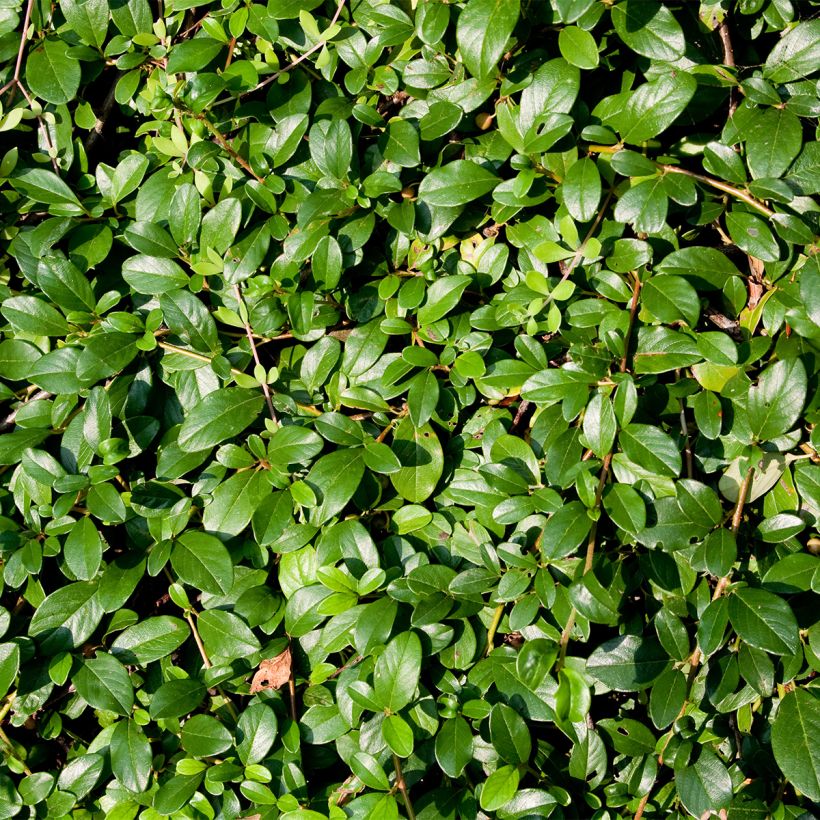 Cotoneaster dammeri Royal Carpet - Dwergmispel (Foliage)