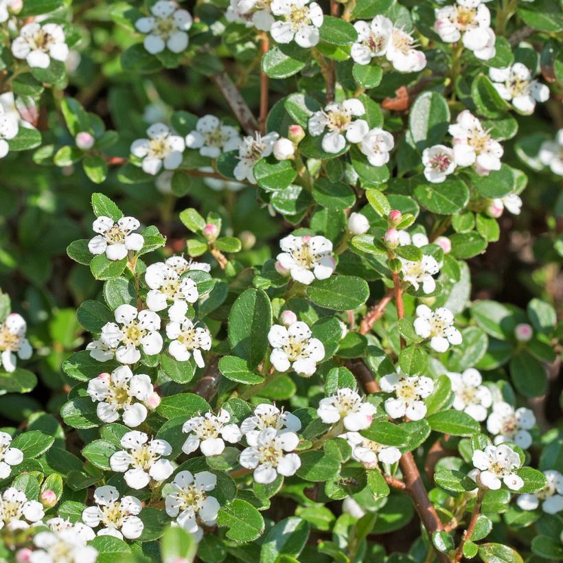Cotoneaster dammeri Royal Carpet - Dwergmispel (Flowering)