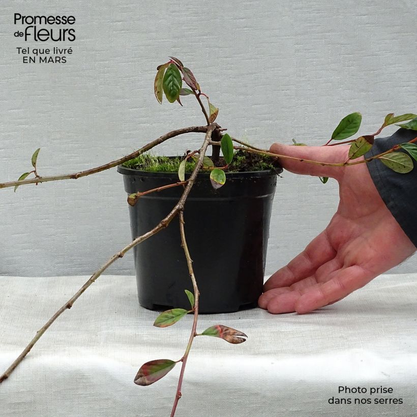 Example of Cotoneaster dammeri Schoon - Dwergmispel Pot van 1 l/1,5 l as you get in printemps