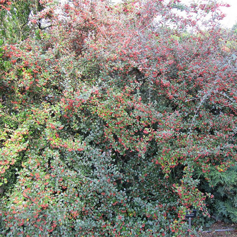 Cotoneaster dielsianus elegans - Dwergmispel (Plant habit)