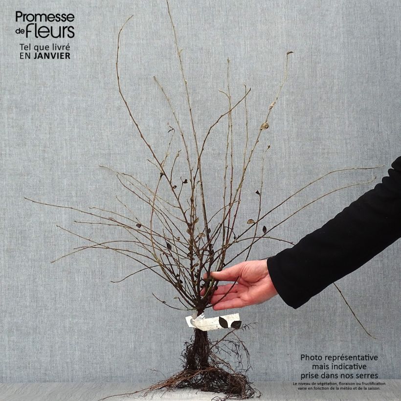 Example of Cotoneaster dielsianus elegans - Dwergmispel Naakte wortel as you get in hiver