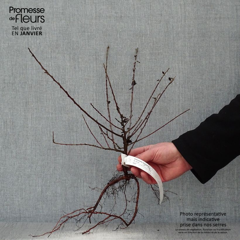 Example of Cotoneaster divaricatus - Dwergmispel Naakte wortel as you get in hiver