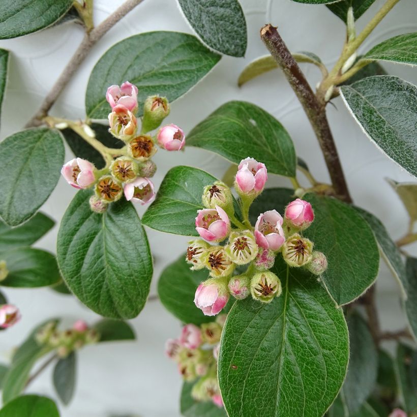 Cotoneaster franchetii - Dwergmispel (Flowering)