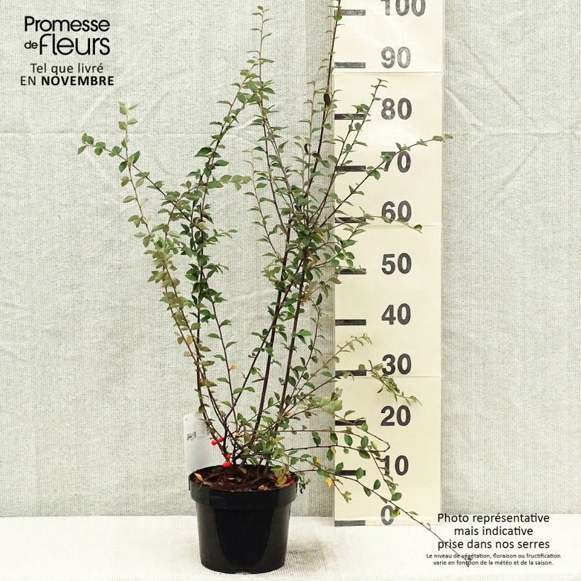Exemplaar van Cotoneaster franchetii - Dwergmispel Pot van 2 l/3 l zoals geleverd in de herfst