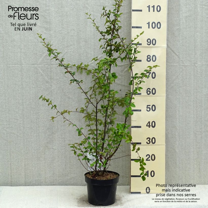 Example of Cotoneaster franchetii - Dwergmispel Pot van 2 l/3 l as you get in printemps