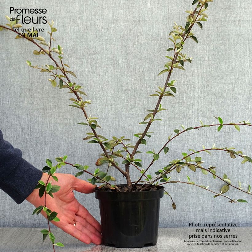 Example of Cotoneaster franchetii - Dwergmispel Pot van 7,5 l/10 l as you get in printemps