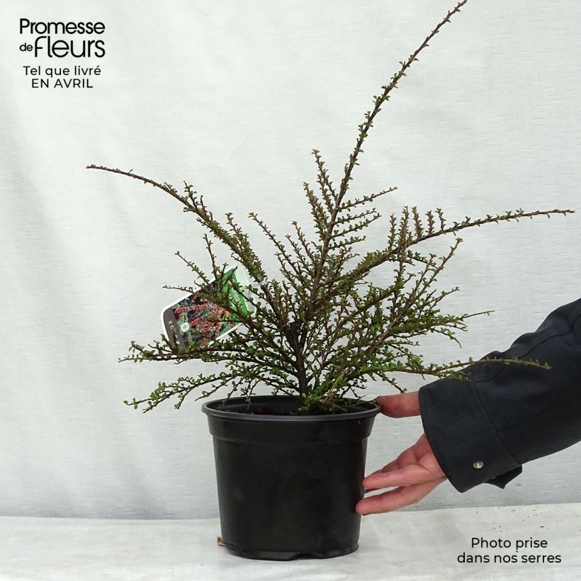 Example of Cotoneaster horizontalis - Vlakke dwergmispel Pot van 2 l/3 l as you get in printemps