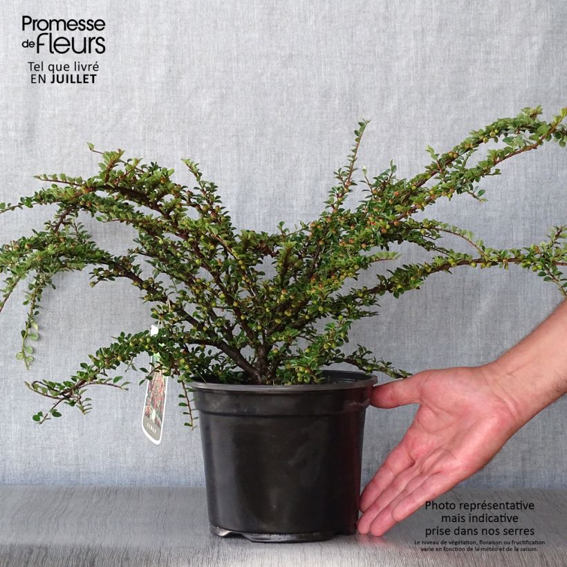 Exemplaar van Cotoneaster horizontalis - Vlakke dwergmispel Pot van 2 l/3 l zoals geleverd in de zomer