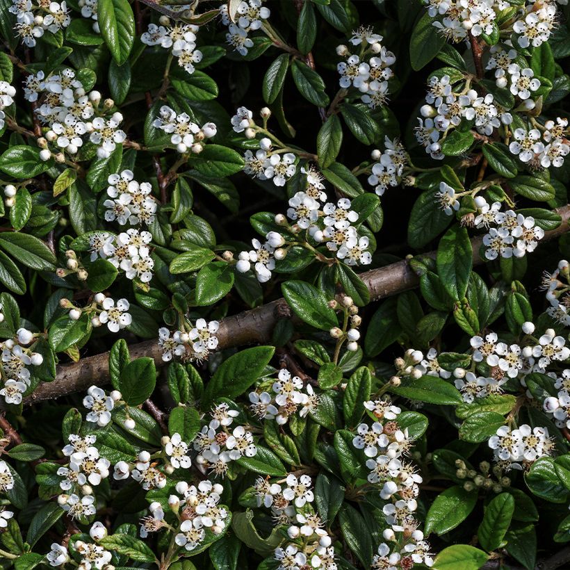 Cotoneaster horizontalis - Vlakke dwergmispel (Bloei)