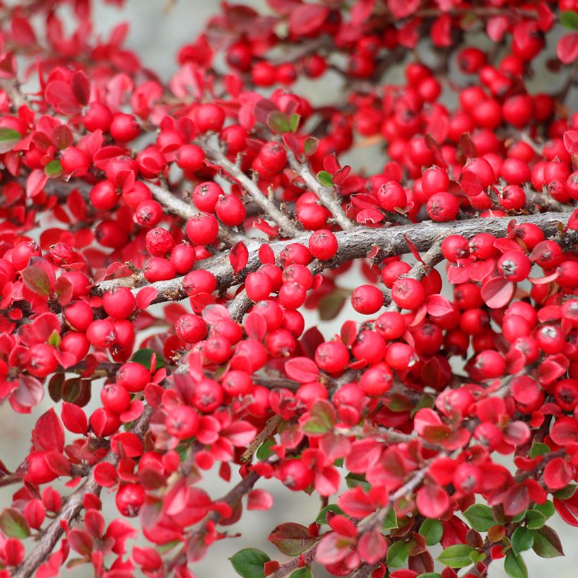 Cotoneaster horizontalis - Vlakke dwergmispel (Oogst)