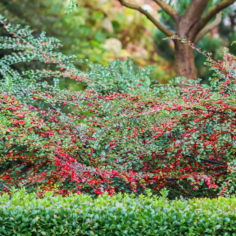 Cotoneaster horizontalis - Vlakke dwergmispel (Groeiplaats)