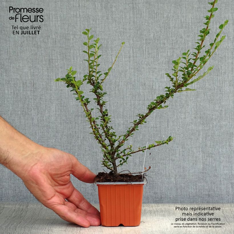Exemplaar van Cotoneaster horizontalis - Vlakke dwergmispel Kweekpotje van 8/9 cm zoals geleverd in de zomer