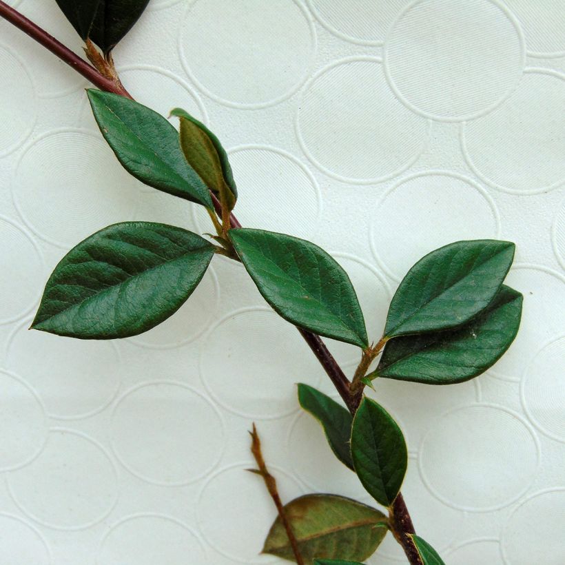 Cotoneaster lacteus - Dwergmispel (Foliage)