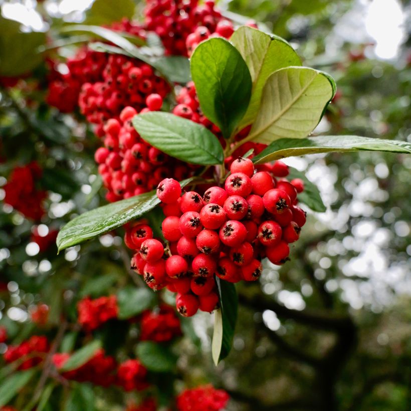 Cotoneaster lacteus - Dwergmispel (Oogst)