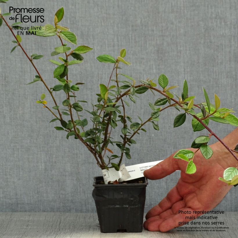 Example of Cotoneaster lacteus - Dwergmispel Kweekpotje van 8/9 cm as you get in printemps