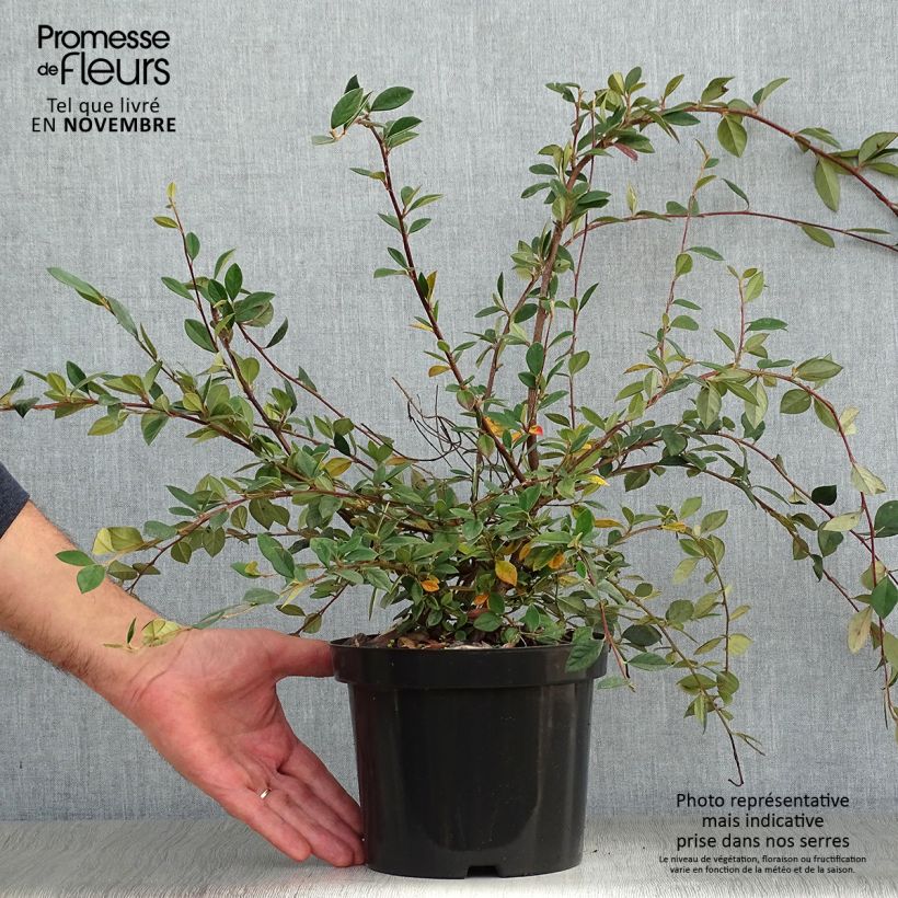 Exemplaar van Cotoneaster lacteus - Dwergmispel Pot van 2 l/3 l zoals geleverd in de herfst