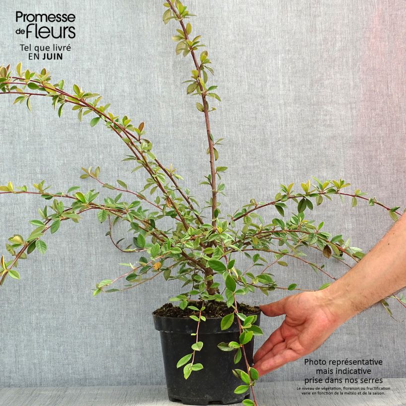 Example of Cotoneaster lacteus - Dwergmispel Pot van 2 l/3 l as you get in printemps