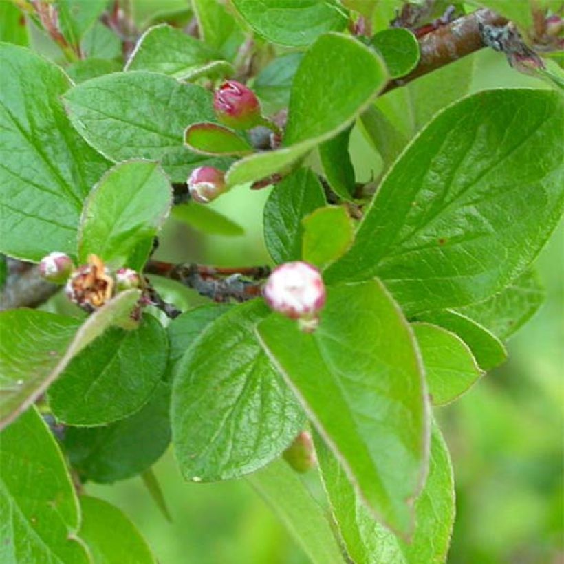 Cotoneaster lucidus - Dwergmispel (Foliage)