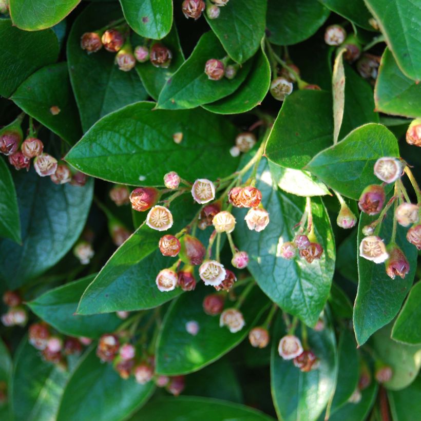 Cotoneaster lucidus - Dwergmispel (Flowering)