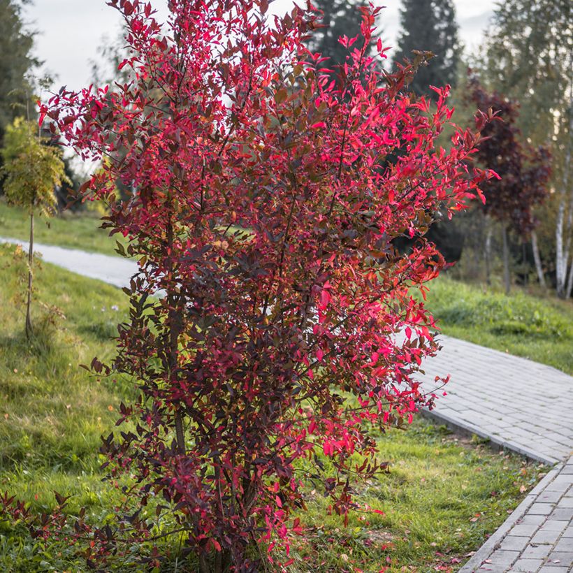 Cotoneaster lucidus - Dwergmispel (Groeiplaats)