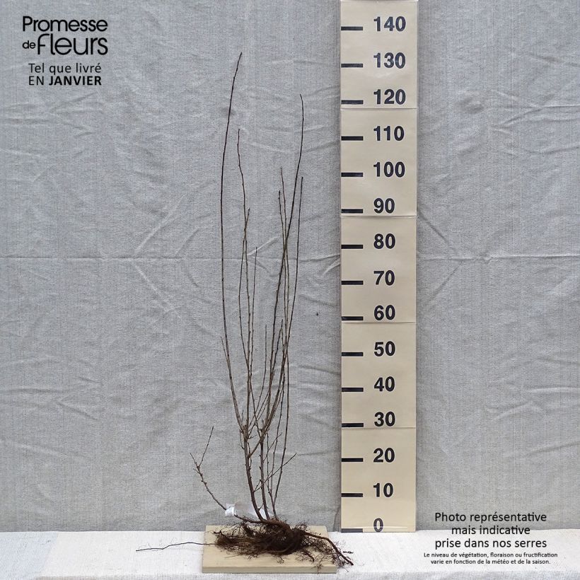 Example of Cotoneaster lucidus - Dwergmispel Naakte wortel as you get in hiver