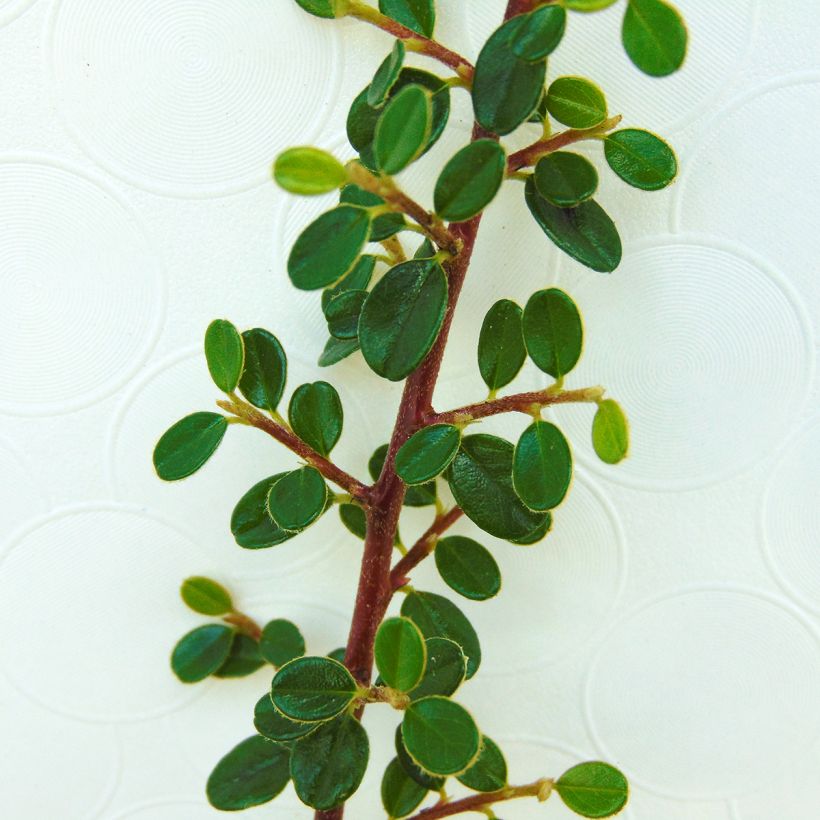 Cotoneaster microphyllus - Kleinbladige dwergmispel (Foliage)