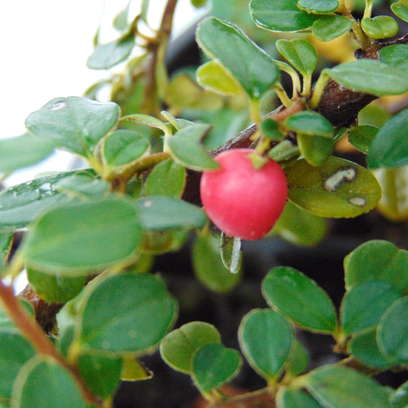 Cotoneaster microphyllus - Kleinbladige dwergmispel (Harvest)