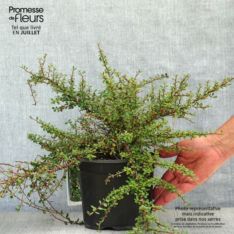 Exemplaar van Cotoneaster microphyllus - Kleinbladige dwergmispel Pot van 2 l/3 l zoals geleverd in de zomer