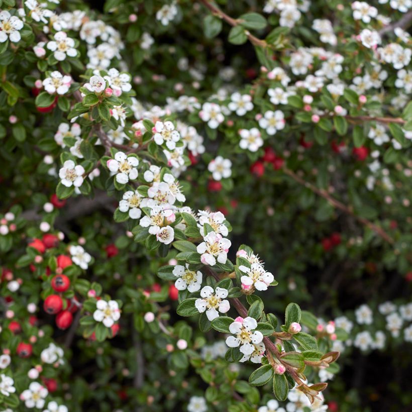 Cotoneaster microphyllus - Kleinbladige dwergmispel (Bloei)