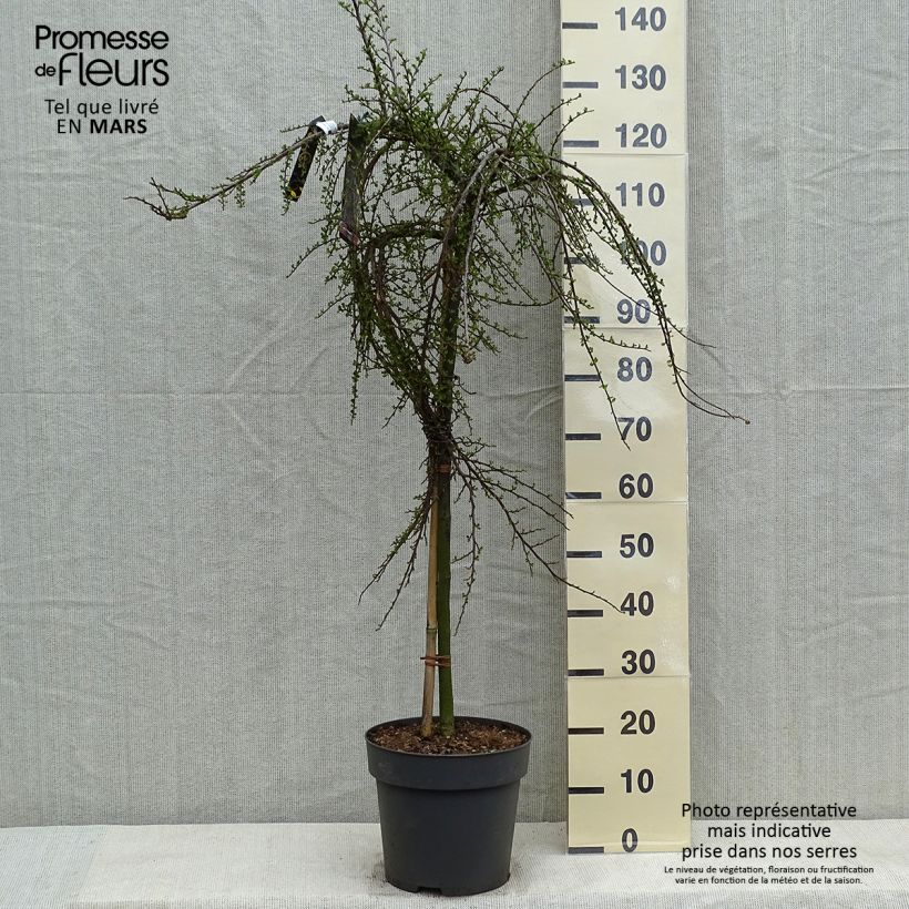 Example of Cotoneaster praecox Boer - Dwergmispel Pot van 7,5 l/10 l, Stengel as you get in printemps