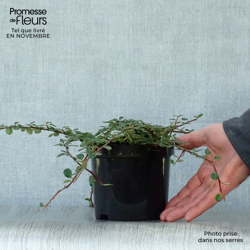 Exemplaar van Cotoneaster procumbens Queen of Carpets - Kruipende dwergmispel Pot van 1 l/1,5 l zoals geleverd in de herfst