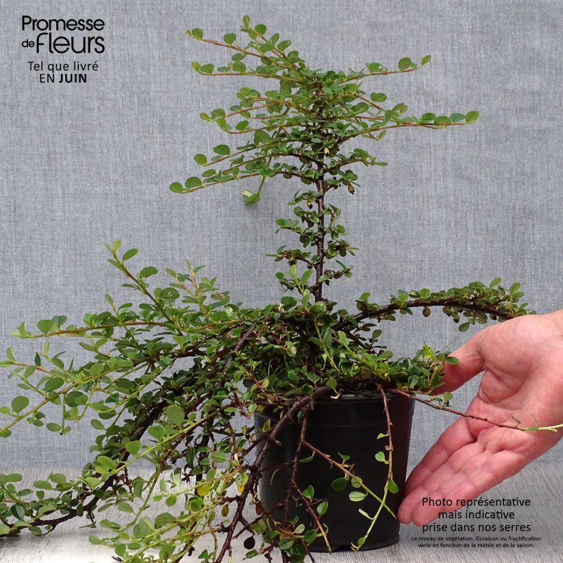 Exemplaar van Cotoneaster procumbens Queen of Carpets - Kruipende dwergmispel Pot van 1 l/1,5 l zoals geleverd in de zomer