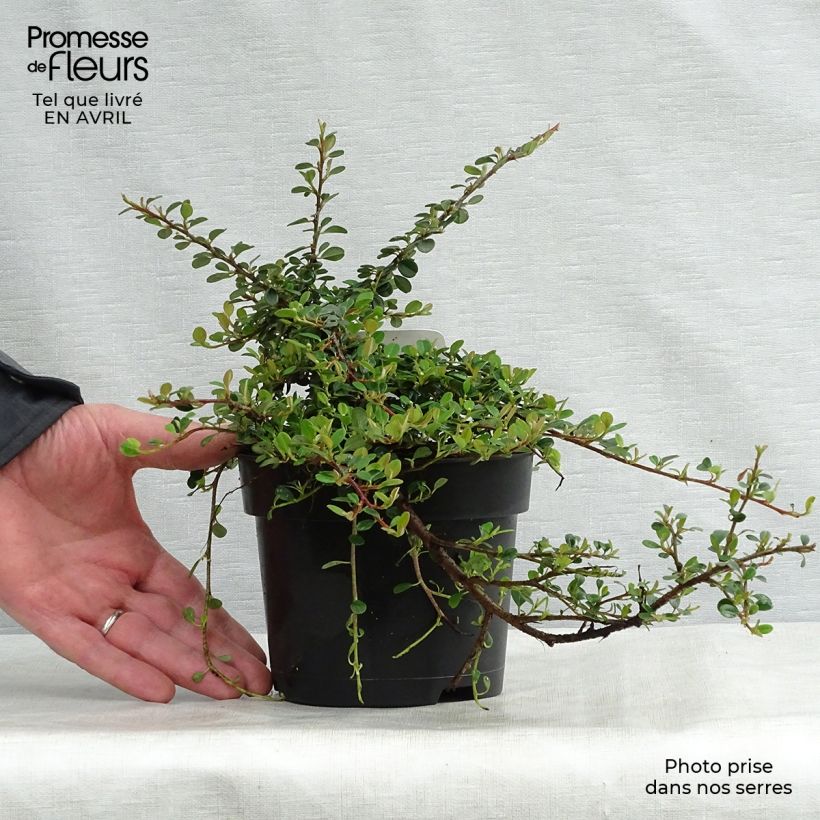 Example of Cotoneaster procumbens Queen of Carpets - Kruipende dwergmispel Pot van 1 l/1,5 l as you get in printemps