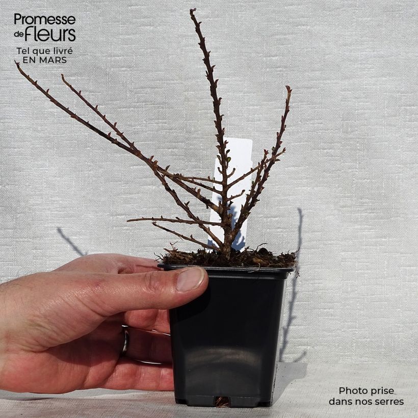 Example of Cotoneaster procumbens Queen of Carpets - Kruipende dwergmispel Kweekpotje van 8/9 cm as you get in printemps