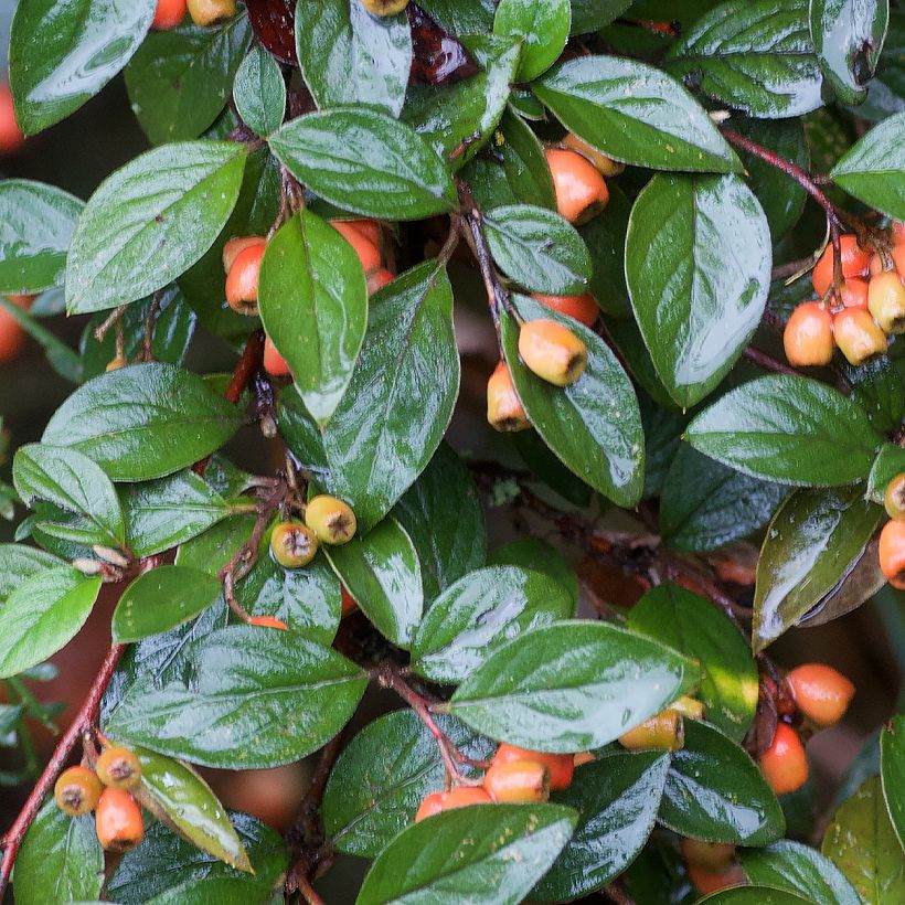 Cotoneaster simonsii - Himalaya dwergmispel (Foliage)