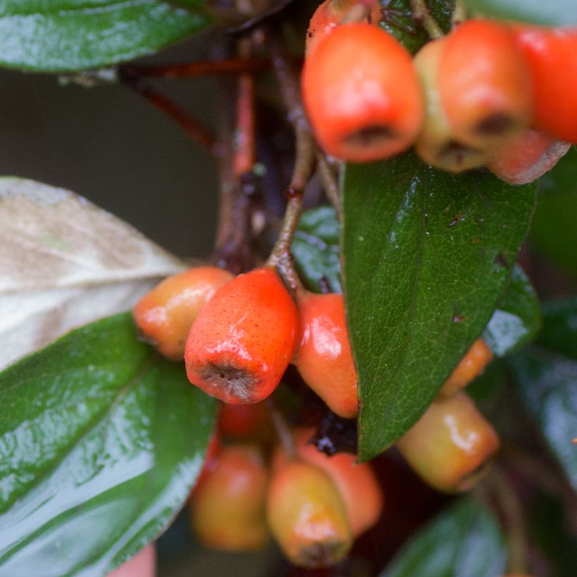 Cotoneaster simonsii - Himalaya dwergmispel (Harvest)
