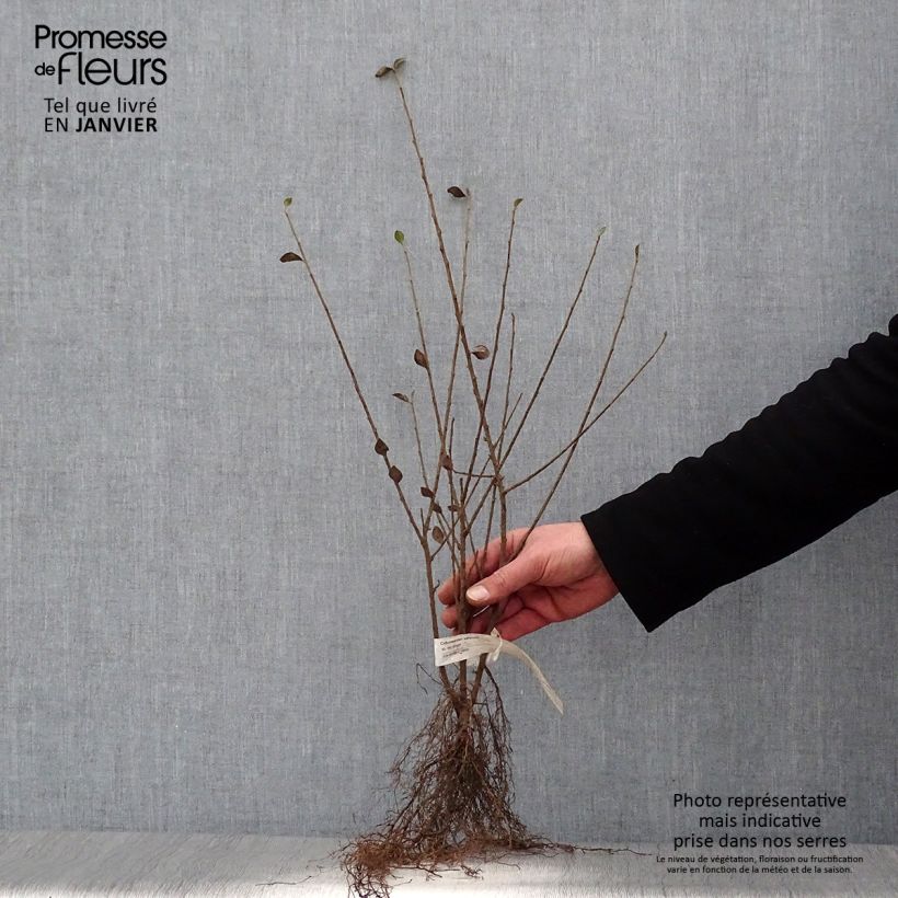 Example of Cotoneaster simonsii - Himalaya dwergmispel Naakte wortel as you get in hiver