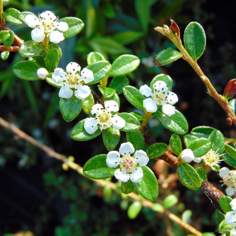Cotoneaster suecicus Coral Beauty - Dwergmispel (Bloei)