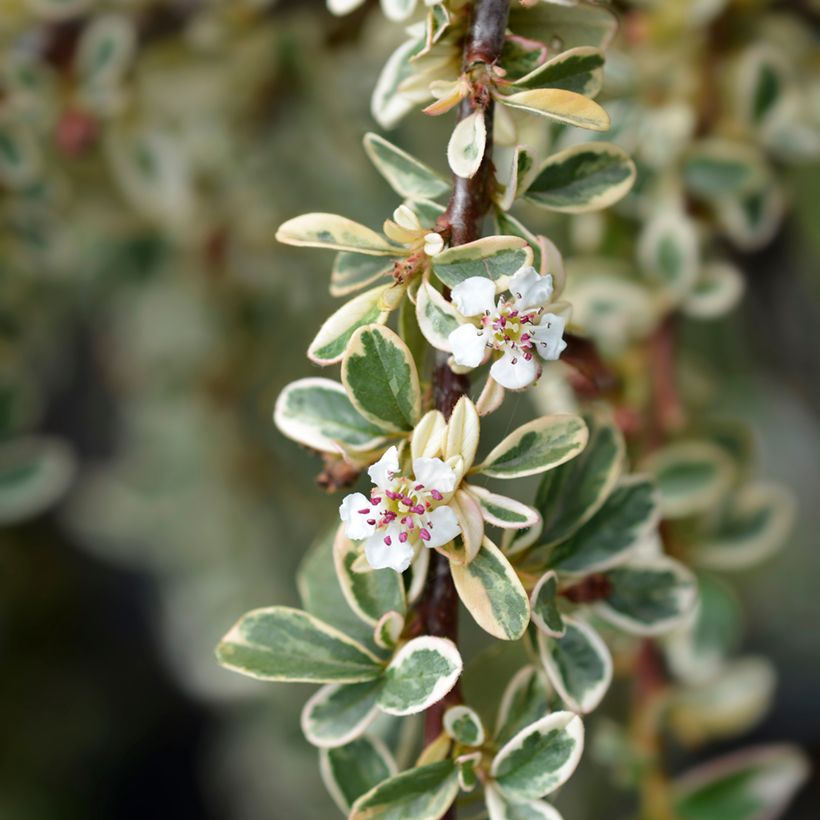 Cotoneaster suecicus Juliette - Dwergmispel (Bloei)