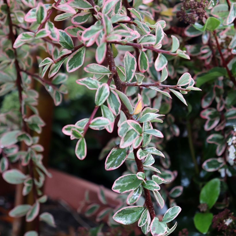 Cotoneaster suecicus Juliette - Dwergmispel (Blad)
