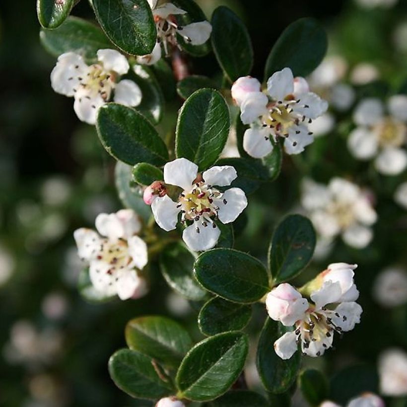 Cotoneaster dammeri Mooncreeper - Dwergmispel (Flowering)