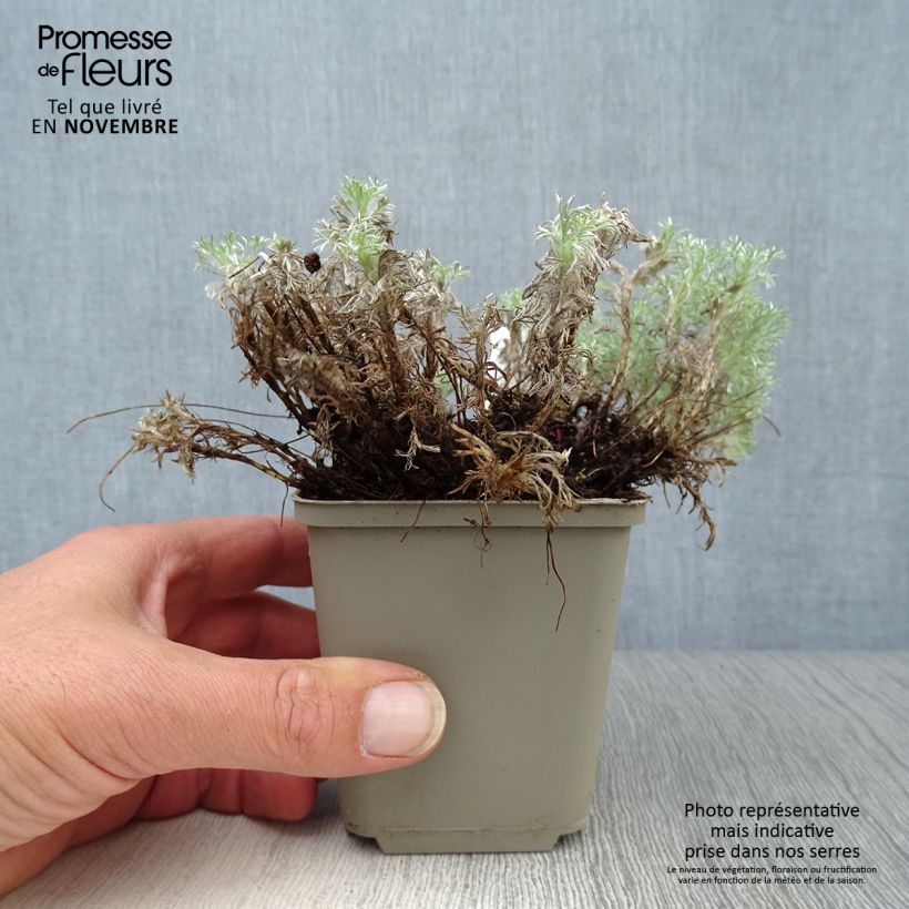 Exemplaar van Cotula hispida - Goudknopje Kweekpotje van 8/9 cm zoals geleverd in de herfst