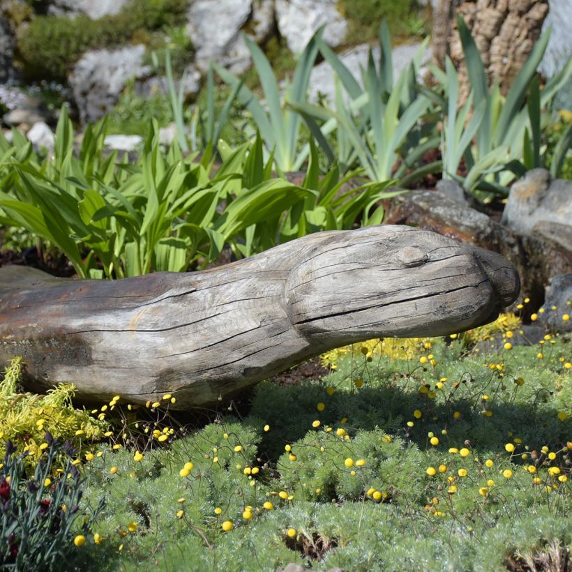 Cotula hispida - Goudknopje (Groeiplaats)