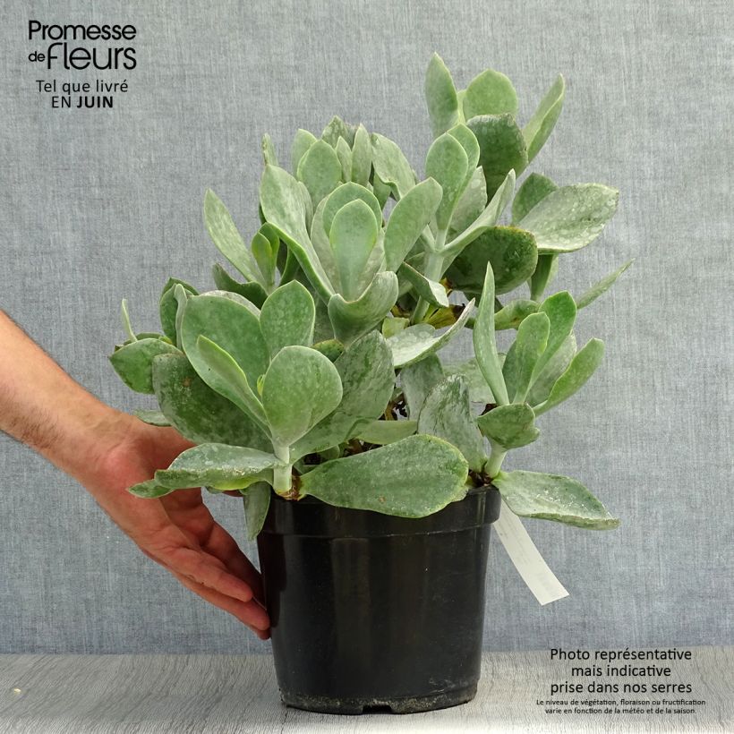 Exemplaar van Cotyledon orbiculata Gray - Vetbladige vetplant Pot van 3 l/4 l zoals geleverd in de zomer