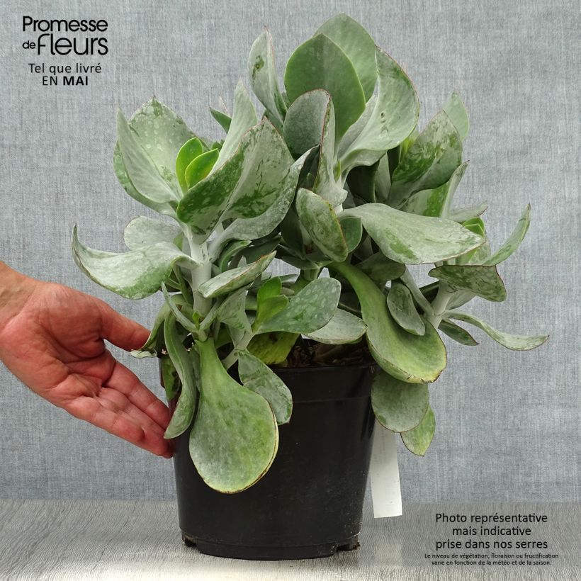 Exemplaar van Cotyledon orbiculata Gray - Vetbladige vetplant Pot van 3 l/4 l zoals geleverd in de lente