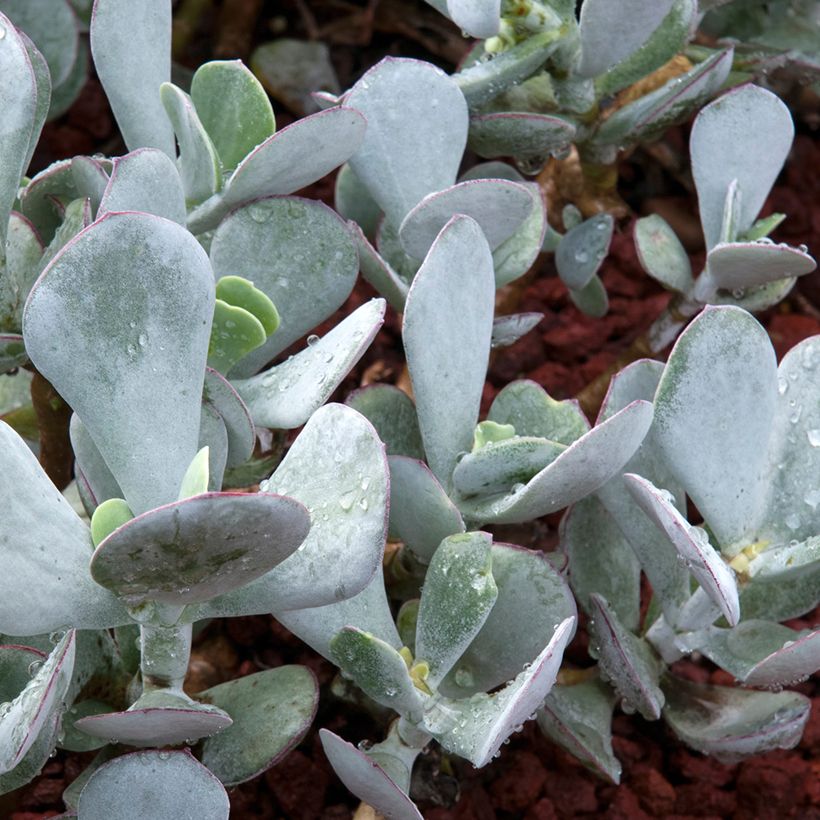 Cotyledon orbiculata Gray - Vetbladige vetplant (Blad)