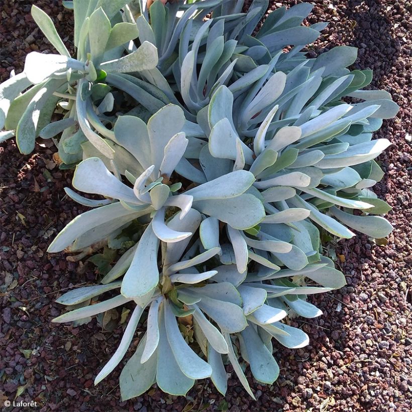 Cotyledon orbiculata Gray - Vetbladige vetplant (Groeiplaats)
